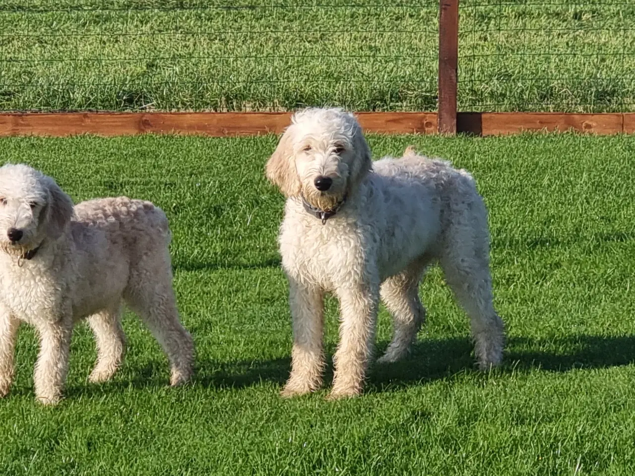 Billede 6 - skønheder Golden doodle hanner hvalpe