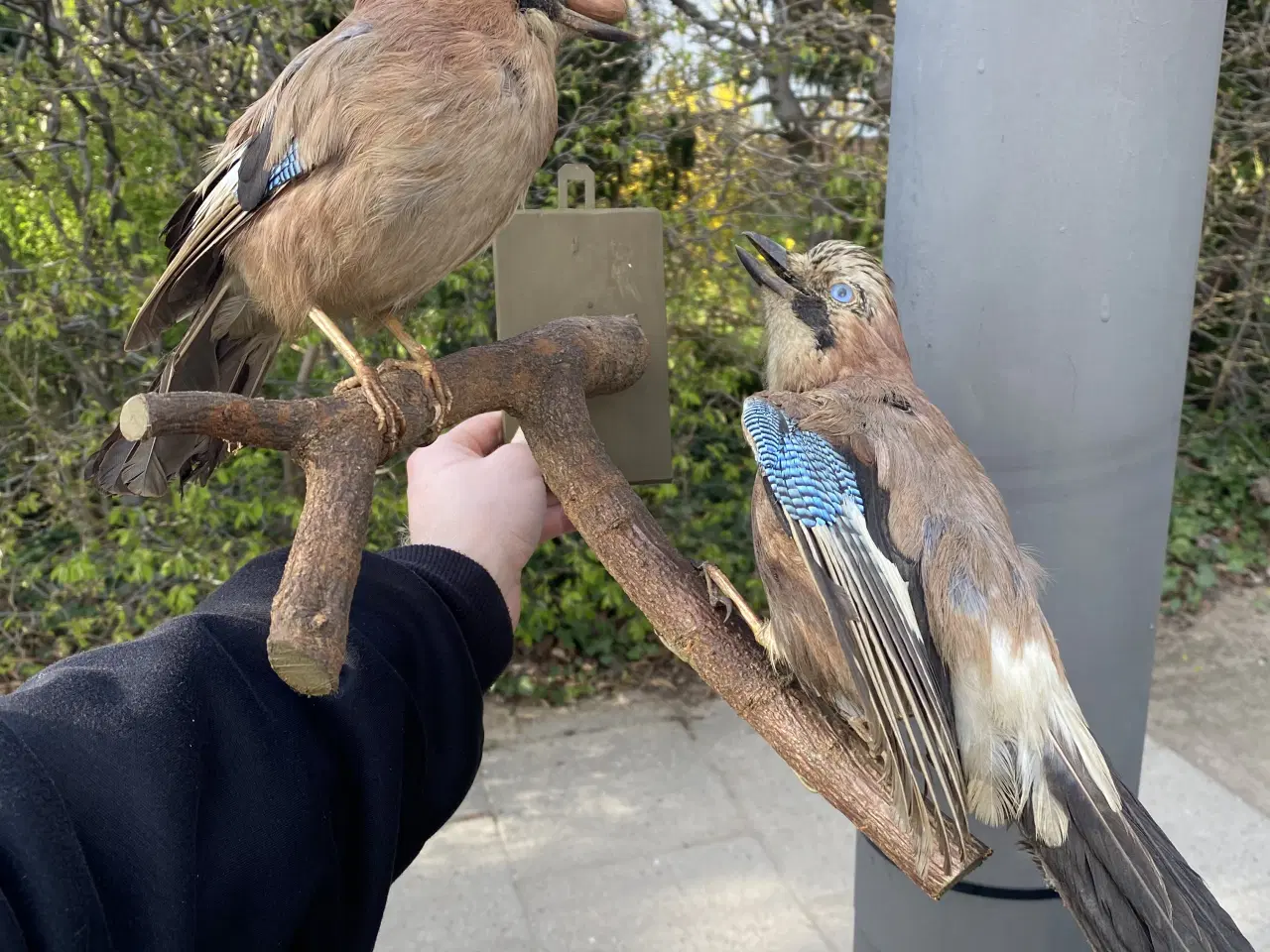 Billede 2 - Udstoppede skovskader