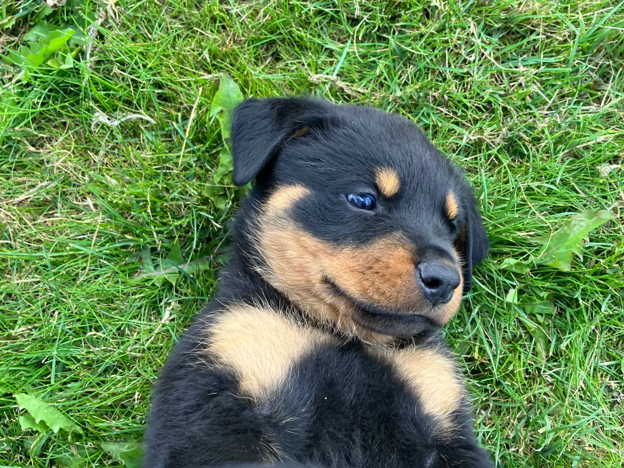 Billede 6 - Ægte Rottweiler hvalpe til salg 