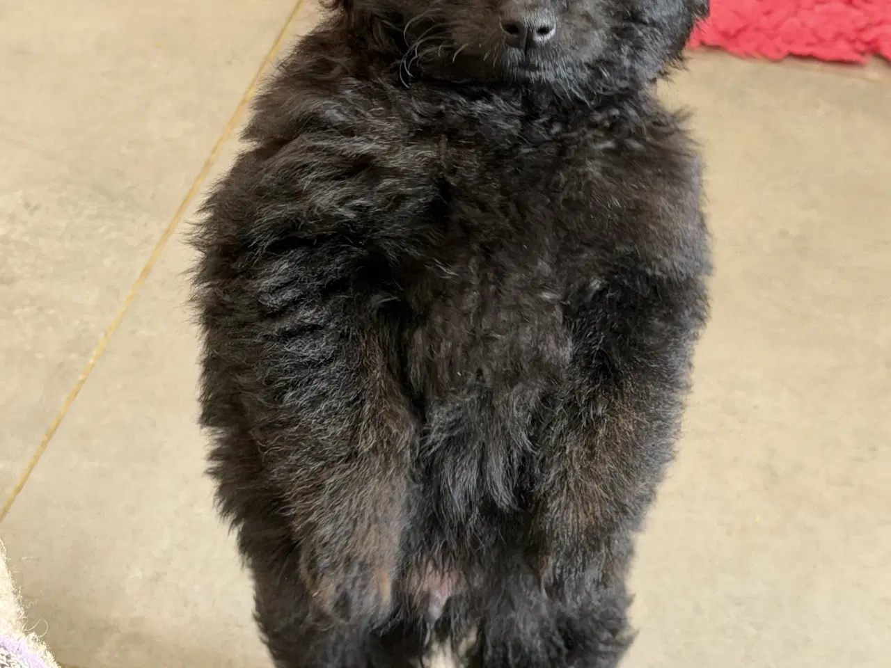 Billede 15 - 🐾 Skønne Pomapoo hvalpe søger deres forever homes