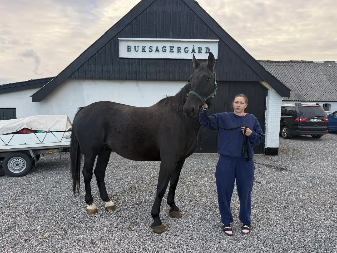 Billede 1 - Oldenborg hoppe 