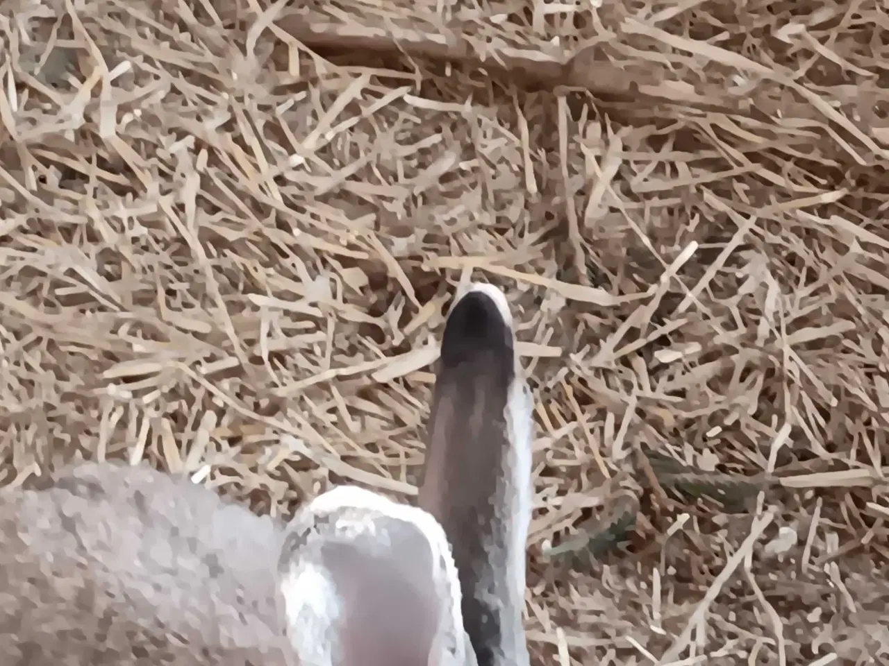 Billede 3 - 3 stk unger søger nye madskåle