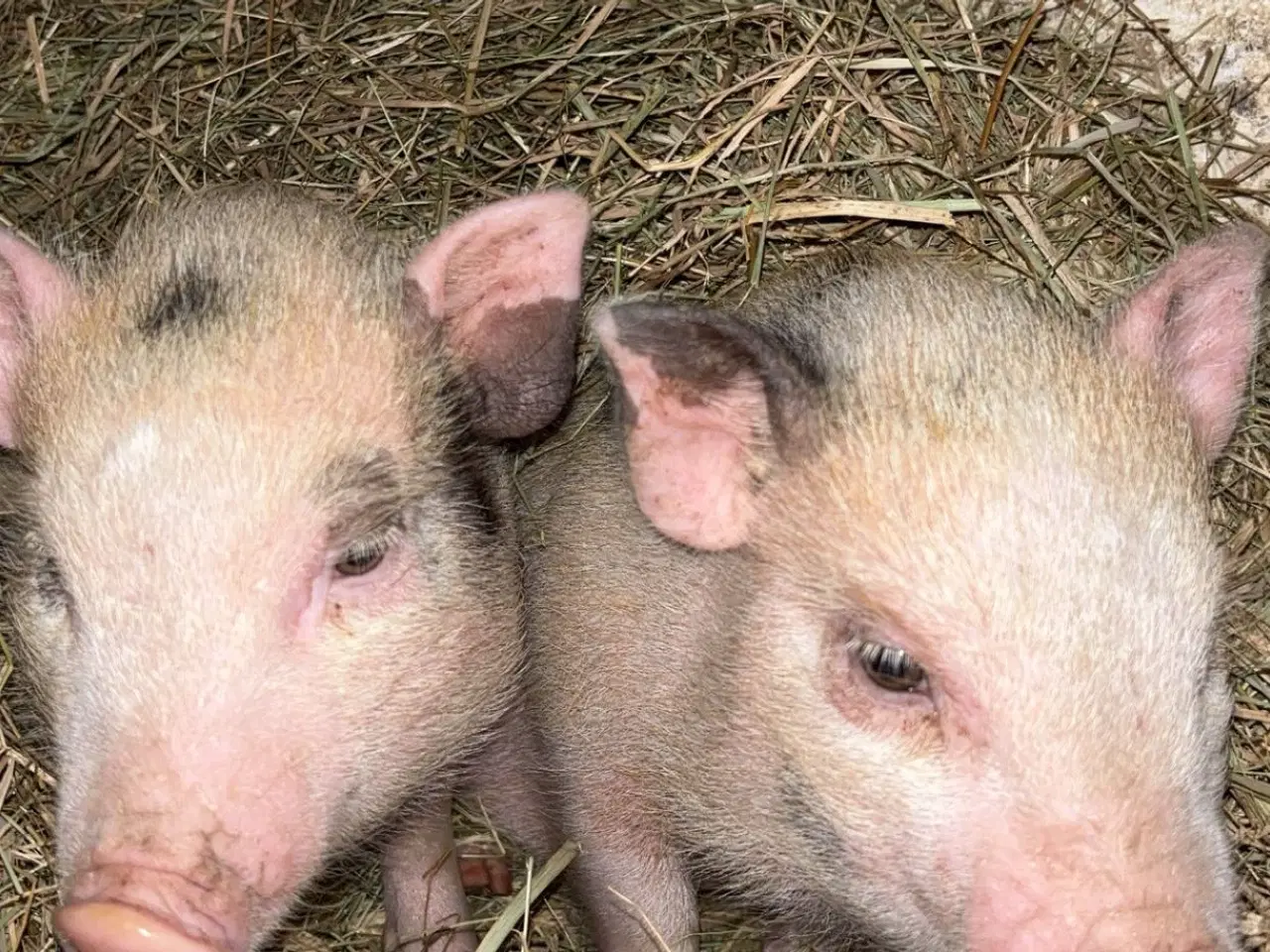 Billede 2 - 🐷 Canadiske minigrise – født 25. juni 2025 🐷