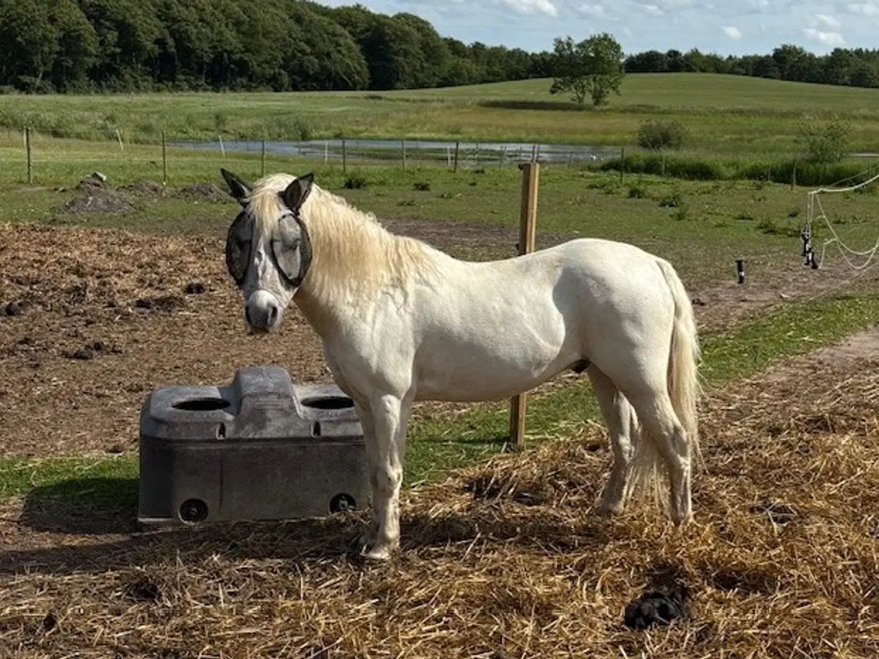 Billede 2 - Charmerende børnepony med stor personlighed