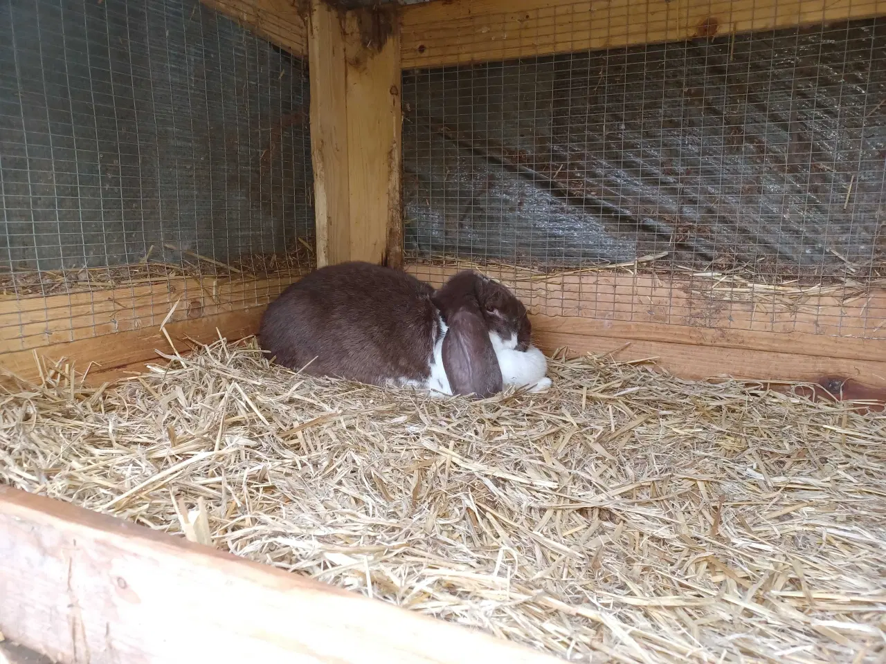 Billede 1 - Fransk vædder hun 