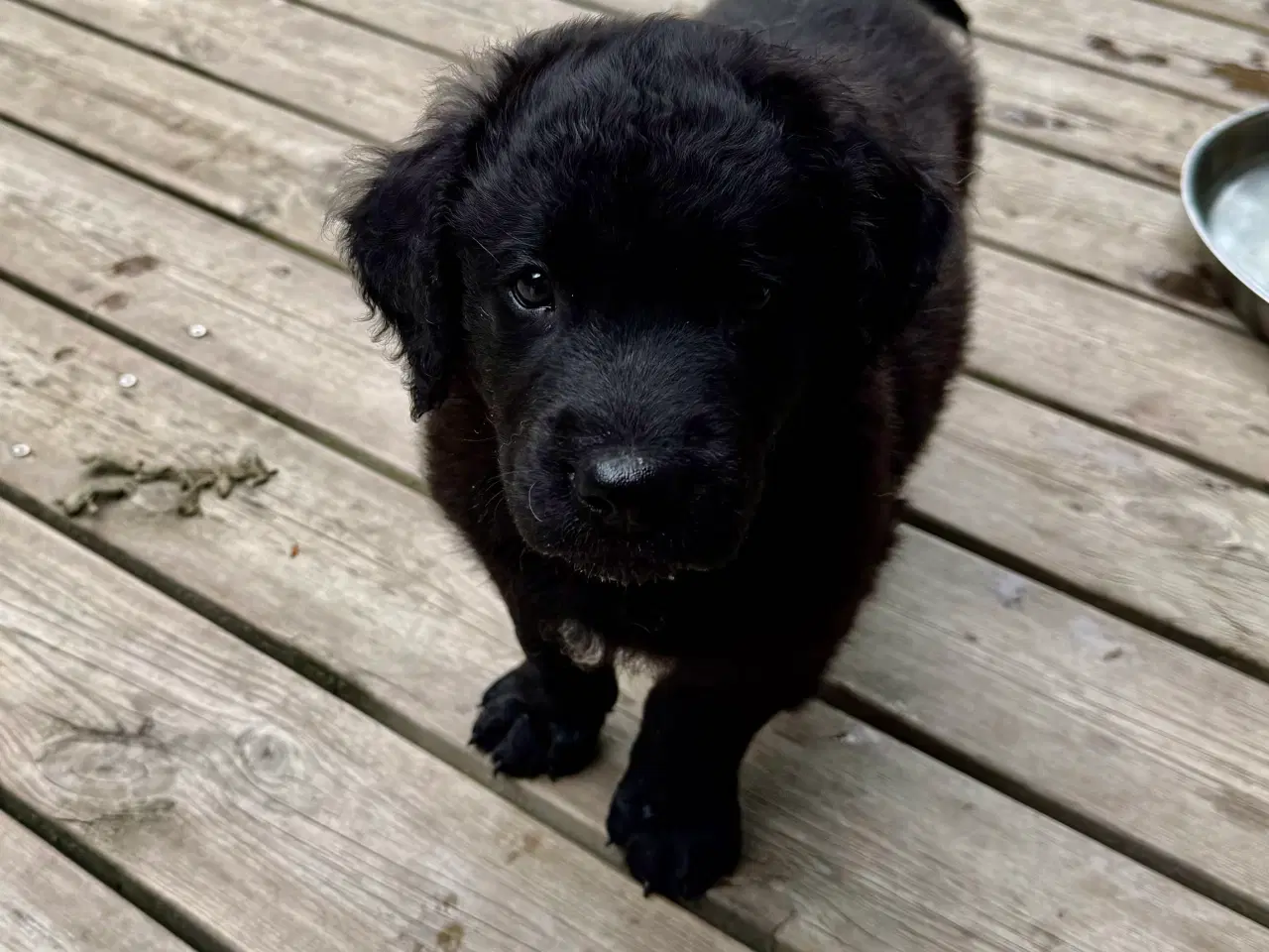 Billede 7 - Gold Retriever blandinger