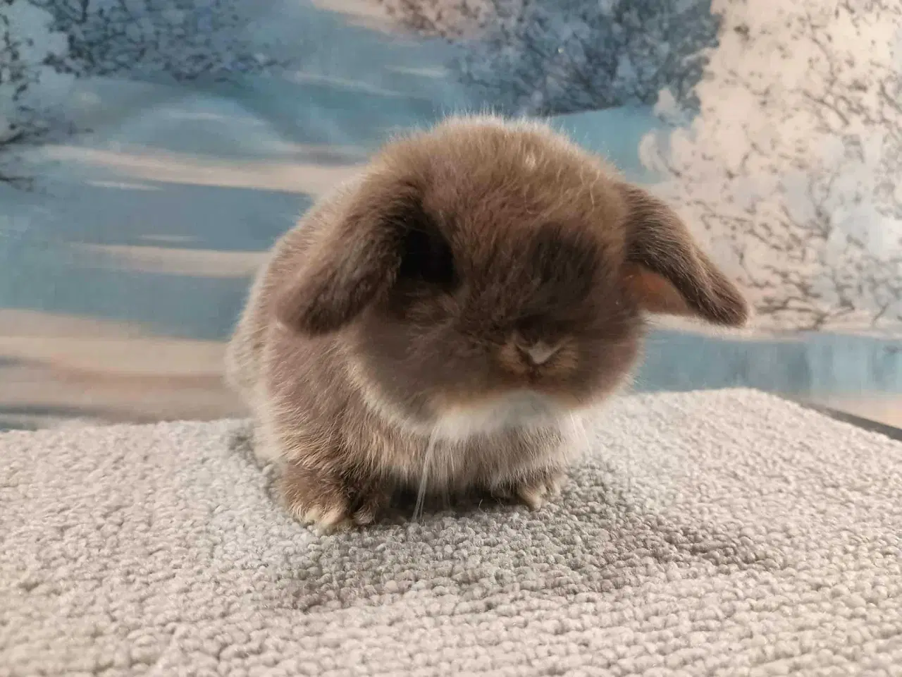 Billede 13 - Minilop pige, dværg kanin hun ung