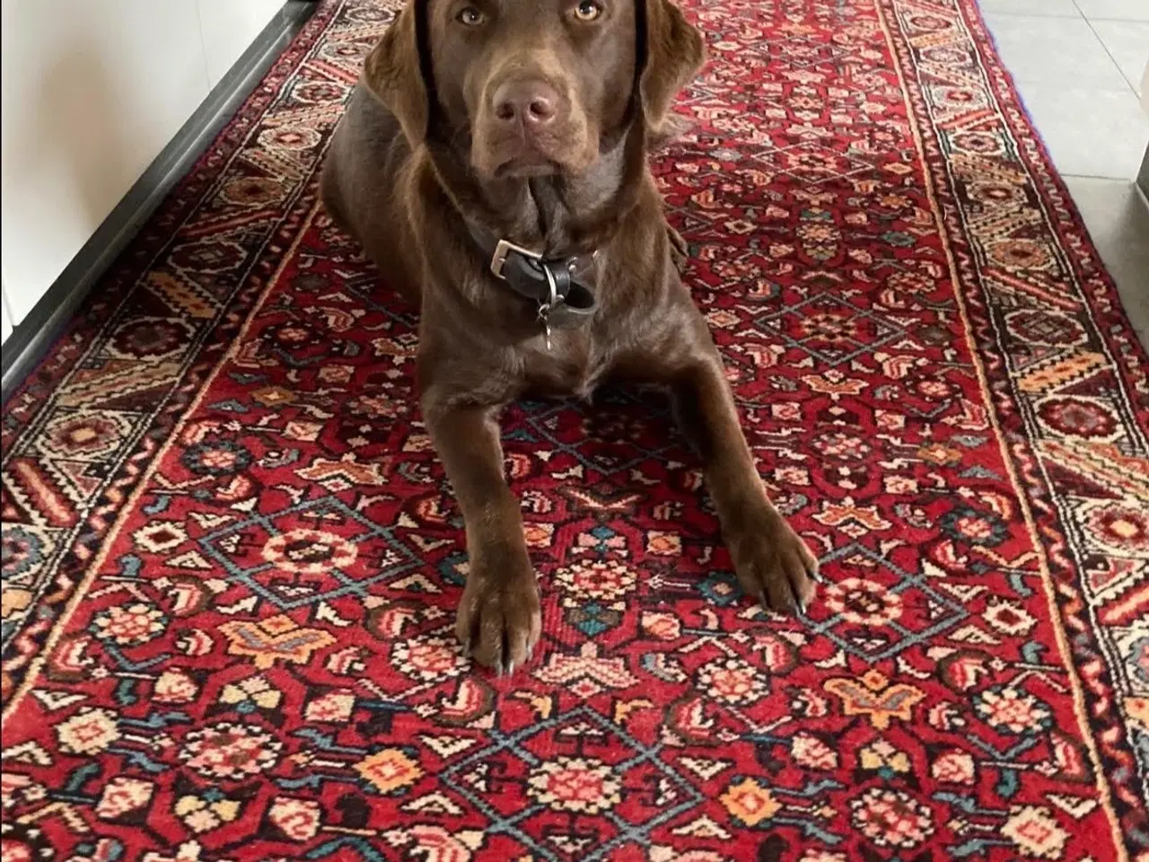 Billede 6 - Labrador hundehvalp