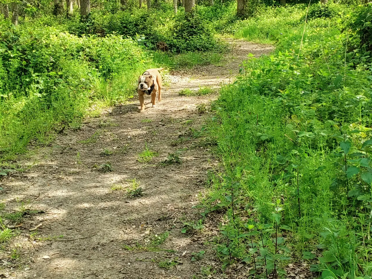 Billede 6 - Verdens bedste Watson 