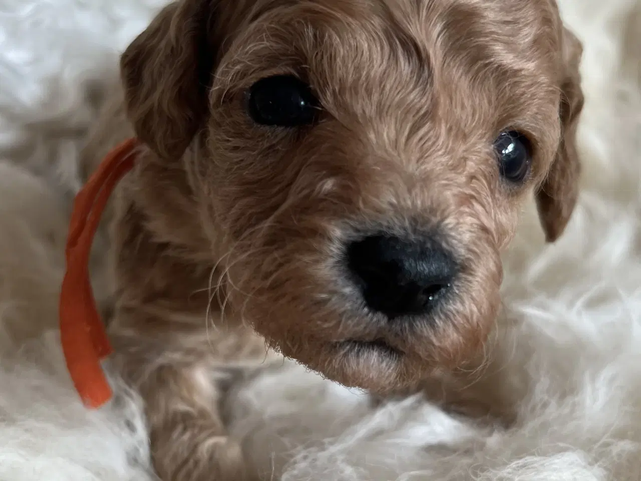 Billede 4 - 🐾 Skønne Poochon hvalpe søger kærlige hjem 🐾