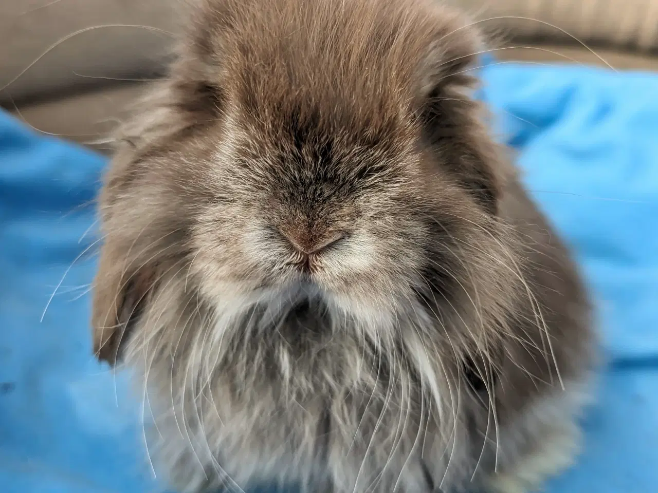 Billede 3 - Minilop kaninunge sælges 