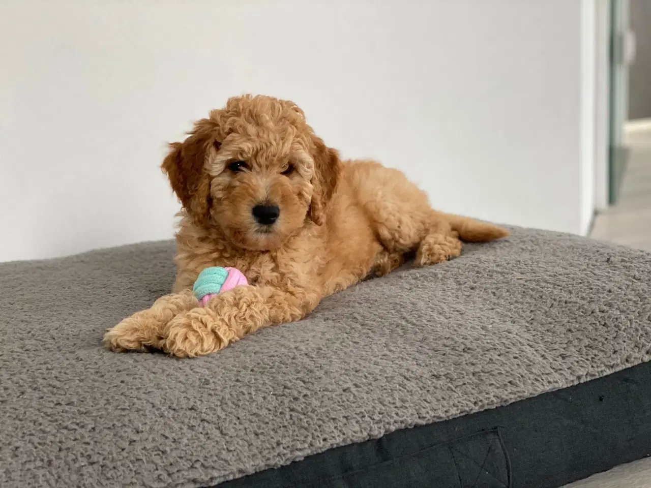 Billede 7 - Goldendoodle/Labradoodle