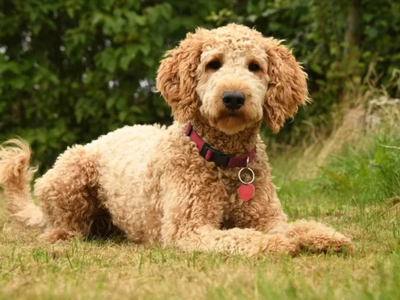 Billede 2 - Golden Doodle hvalpe
