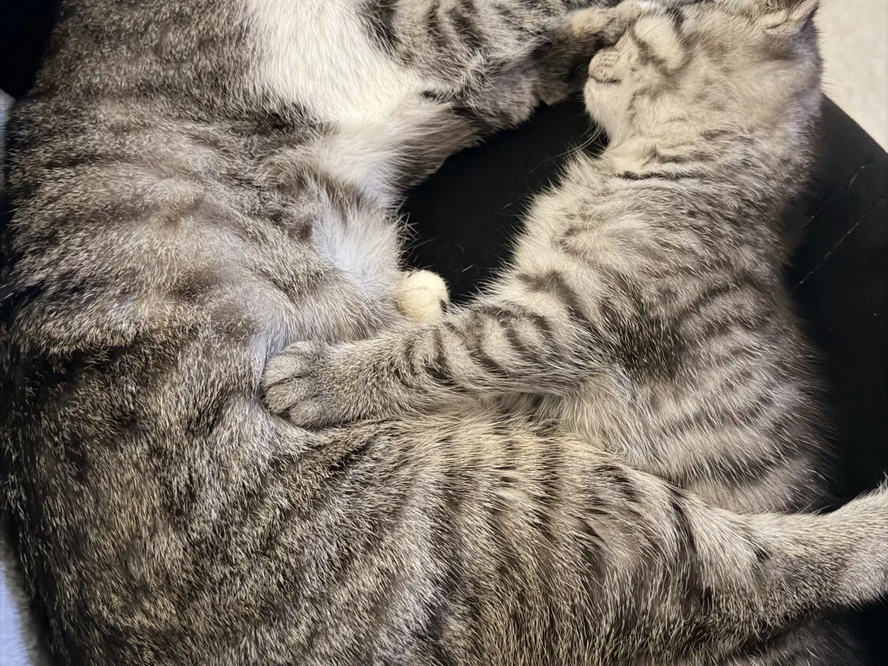 Billede 3 - Sød Killing 