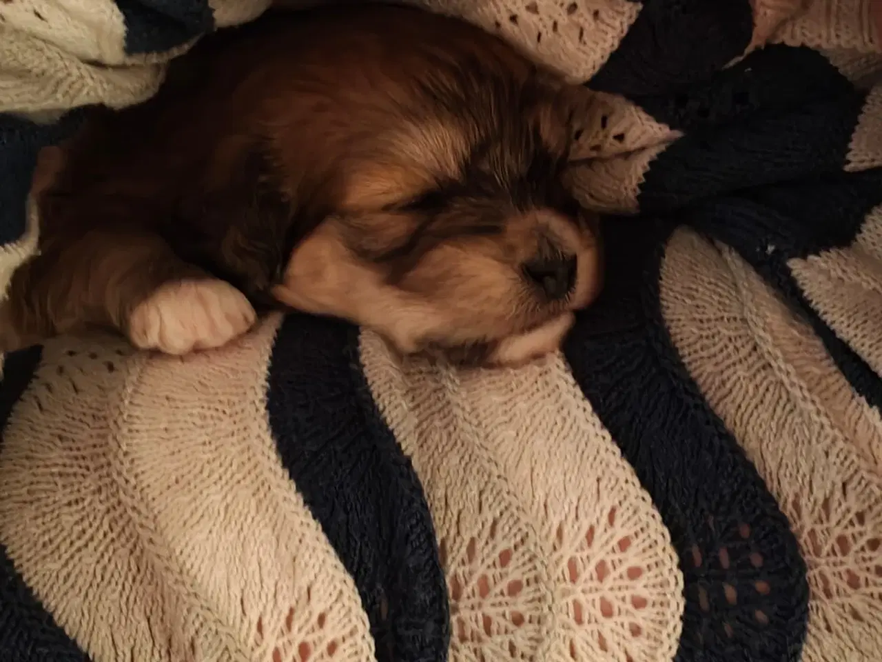 Billede 14 - Cottonpoo eller potton hvalpe