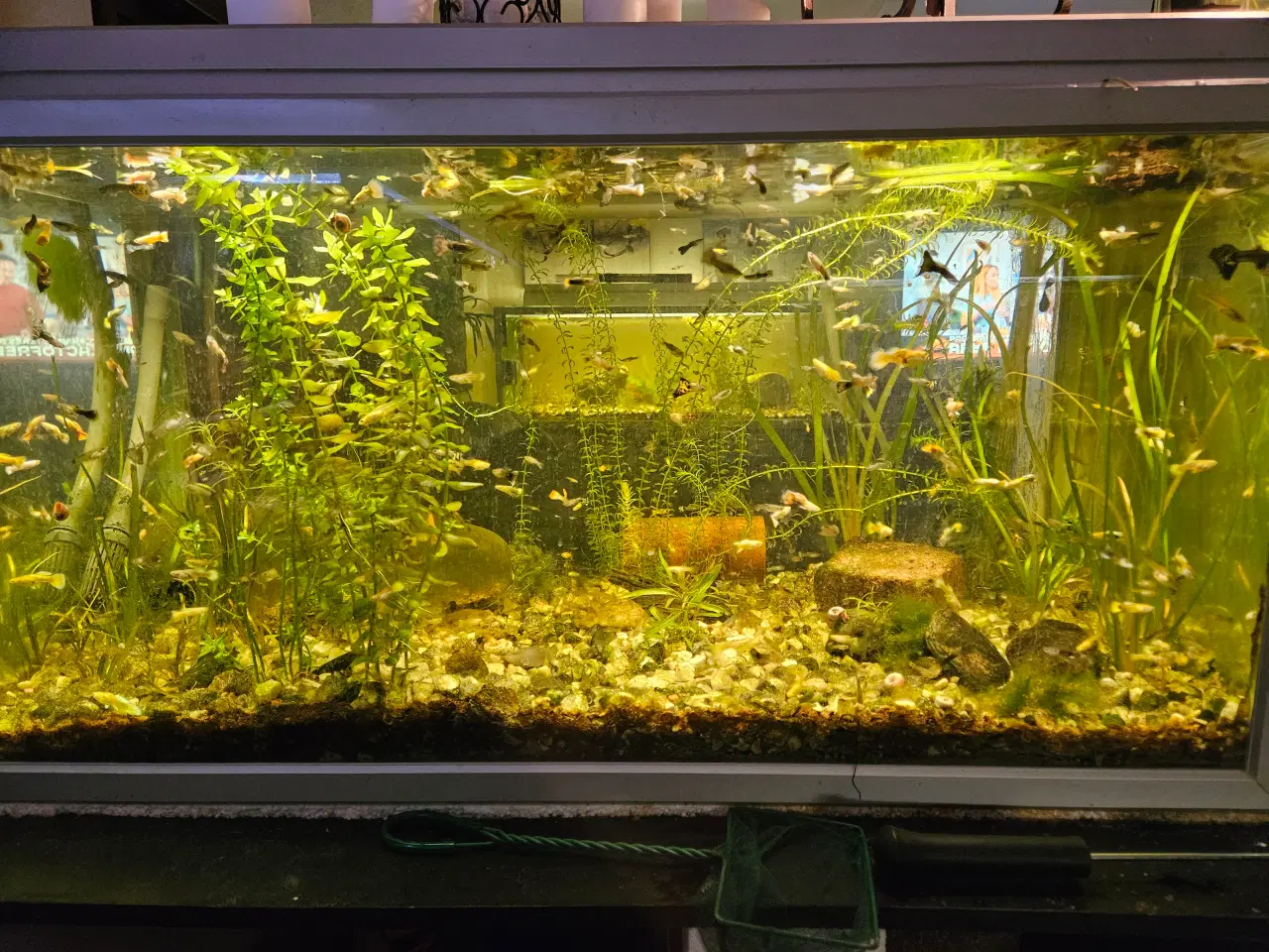 Billede 1 - guppy mix