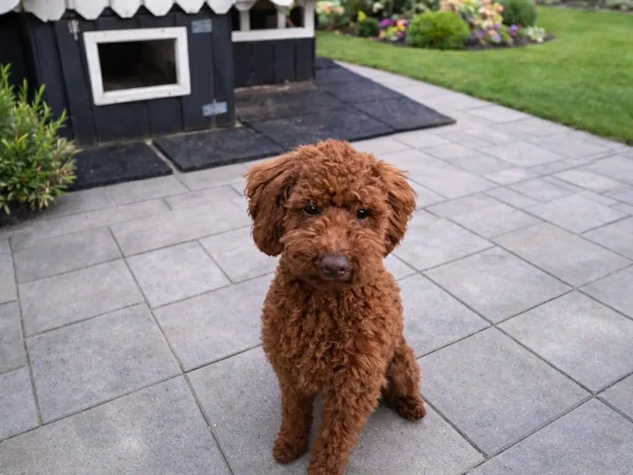 Billede 2 - 🐾 Mocca – skøn doodledoodle hanhvalp søger sit ny