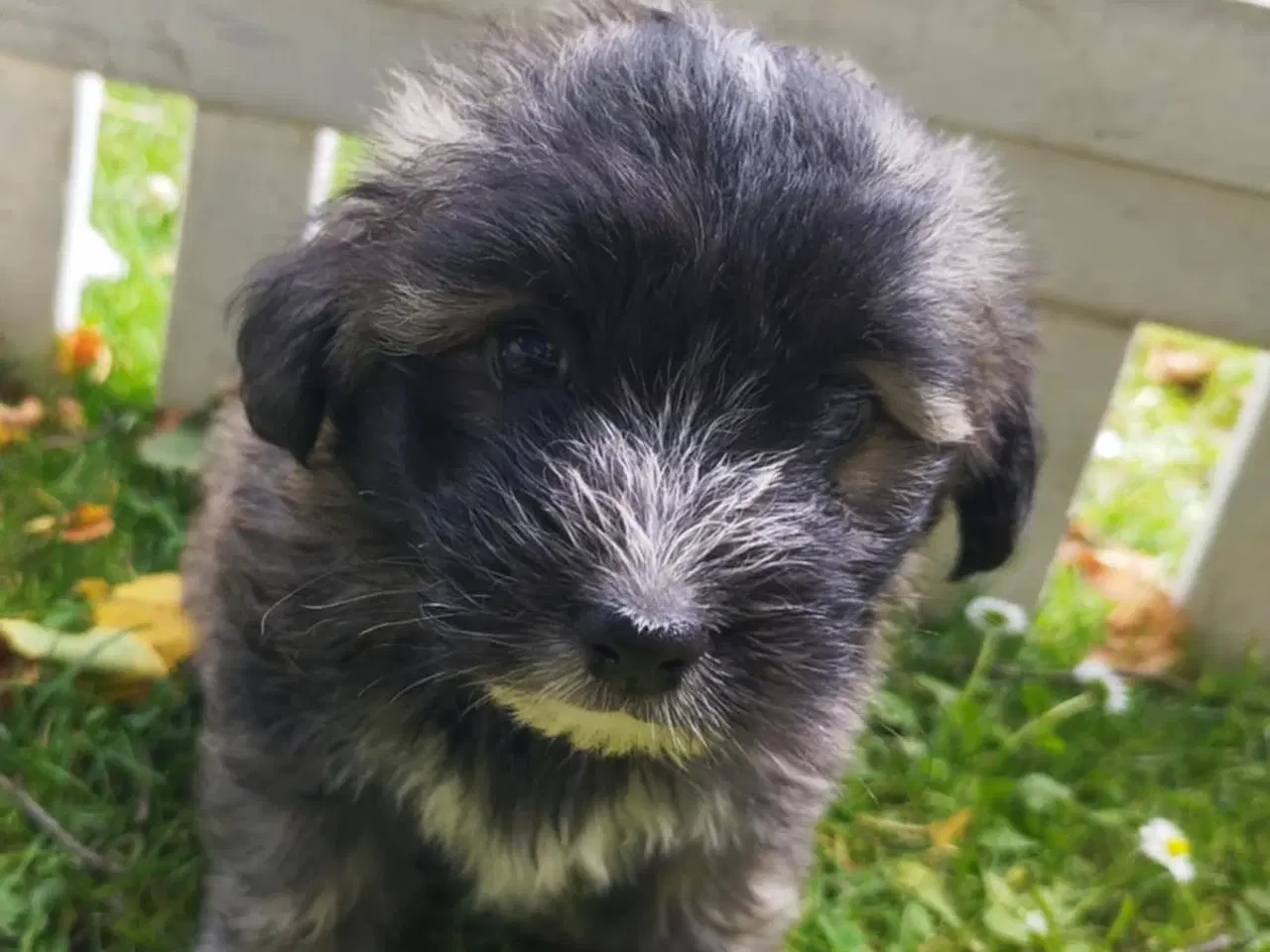 Billede 4 - Bichon Havanais / Coton de tulear