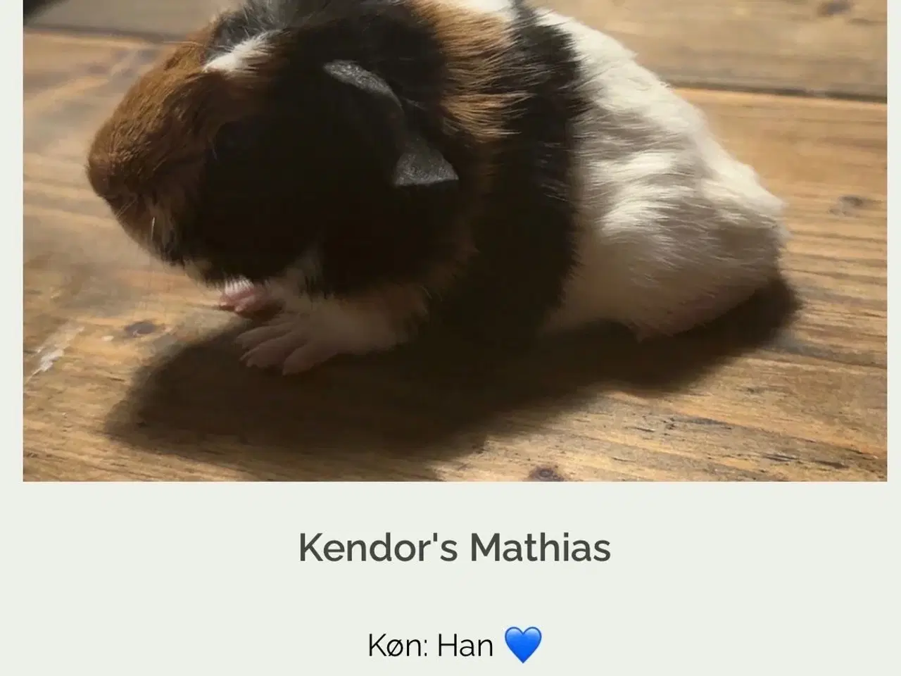 Billede 1 - Marsvin med stamtavle fra  dmf (han)