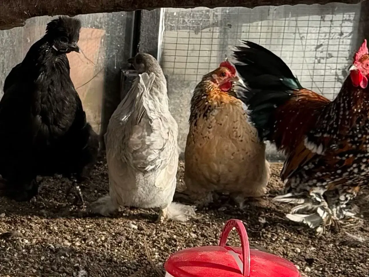 Billede 3 - Dværg høns