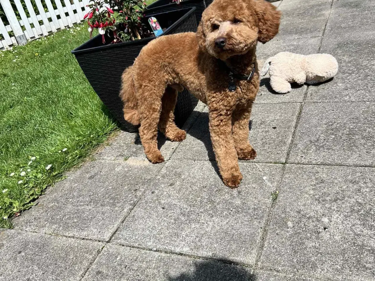 Billede 3 - Dværgpuddel Lui