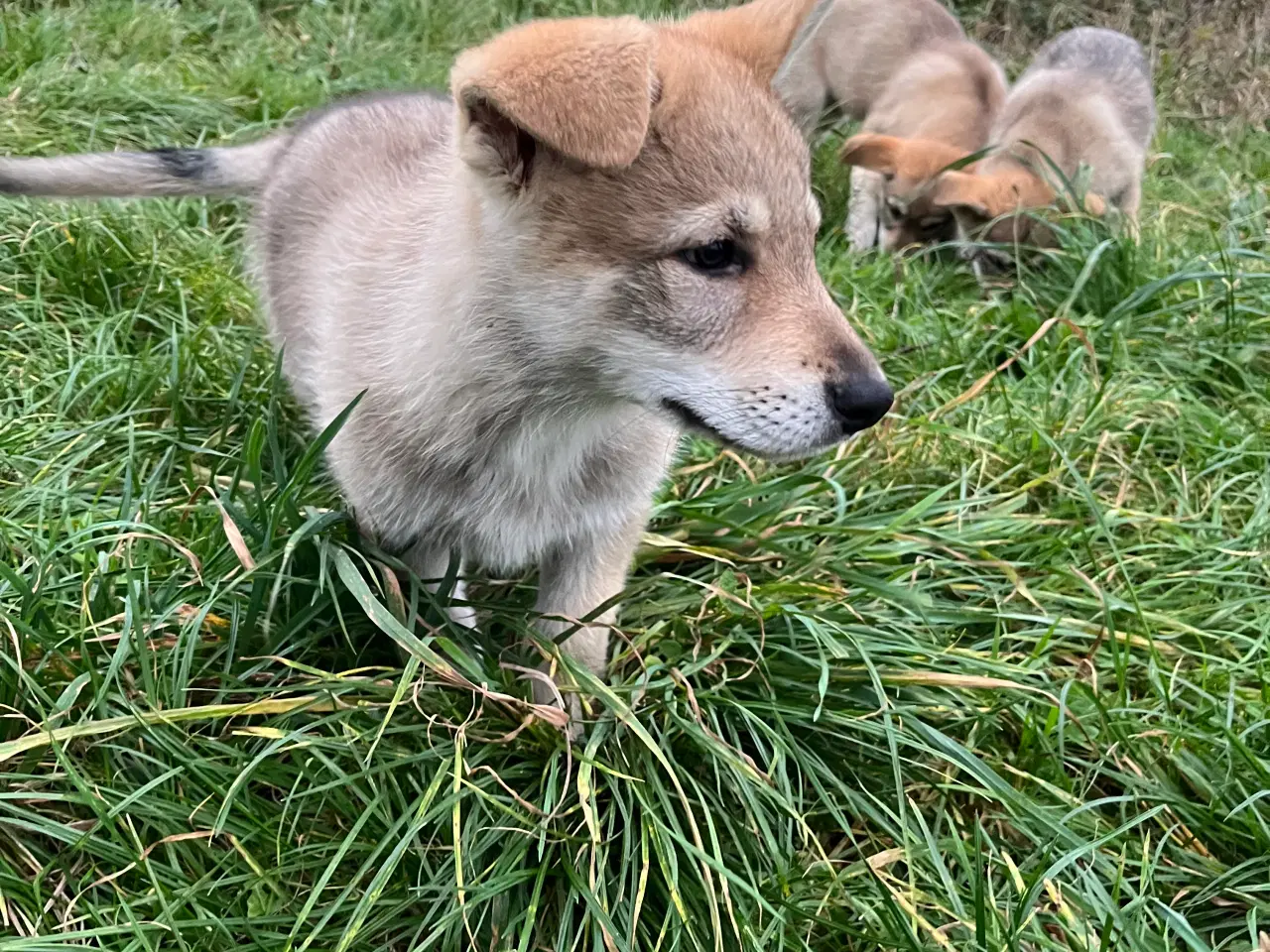 Billede 5 - Hvalpe af hvid schæfer og tjekkoslovakisk ulvehund