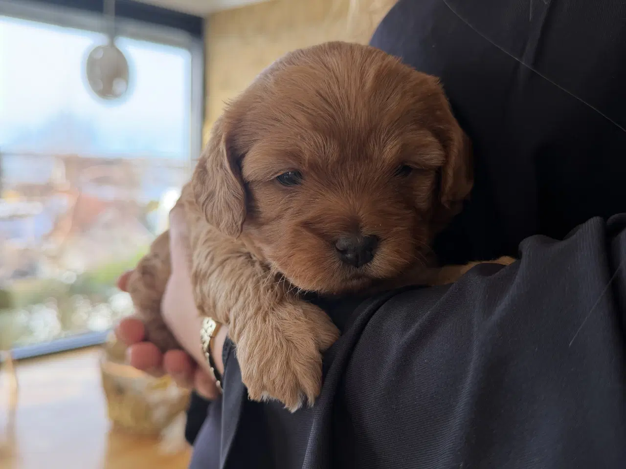 Billede 4 - Shihpoo / shih tzu blandet med puddel 