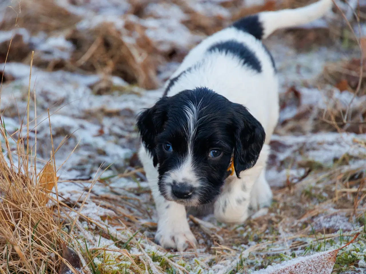 Billede 10 - Skønne jagt og familiehunde