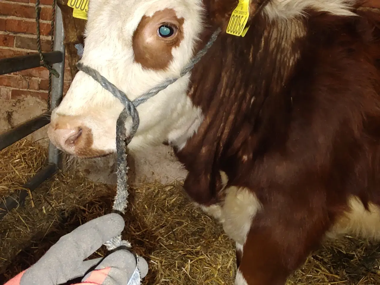 Billede 3 - Mini Hereford 