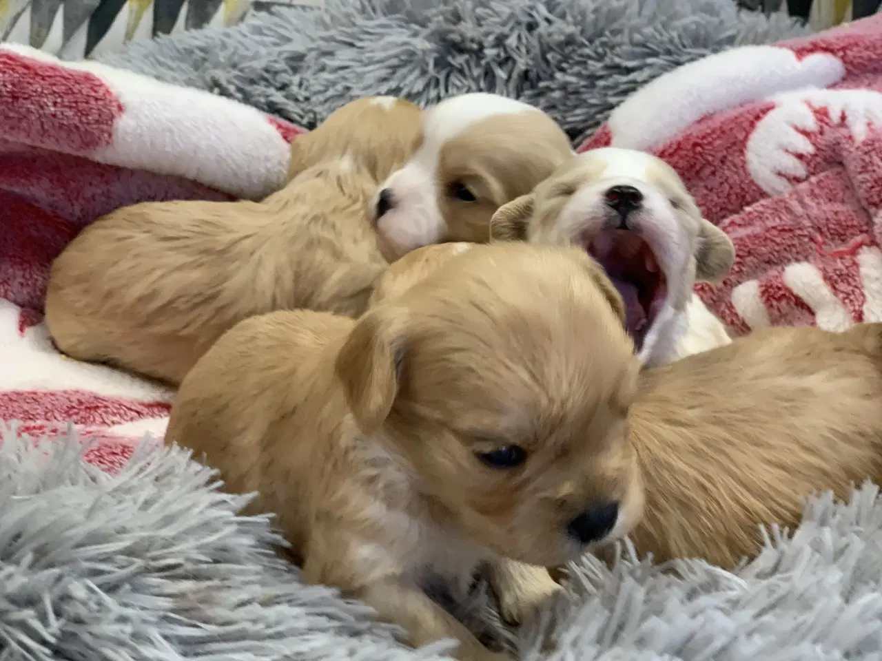 Billede 6 - Små fine cavapoo/ Maltipoo babyer