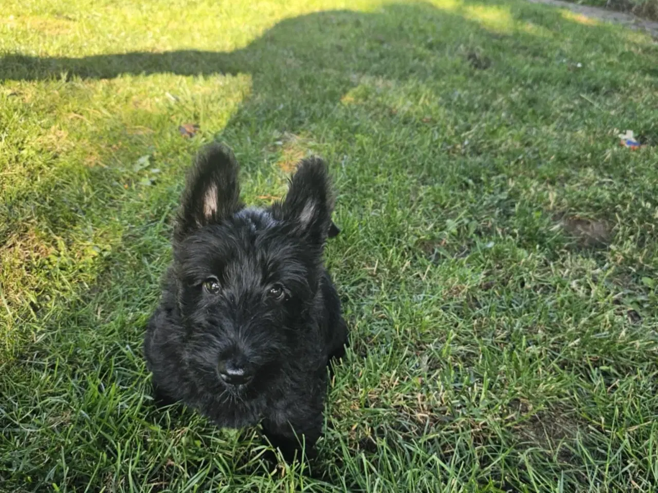 Billede 3 - Skotsk Terrier hundehvalp