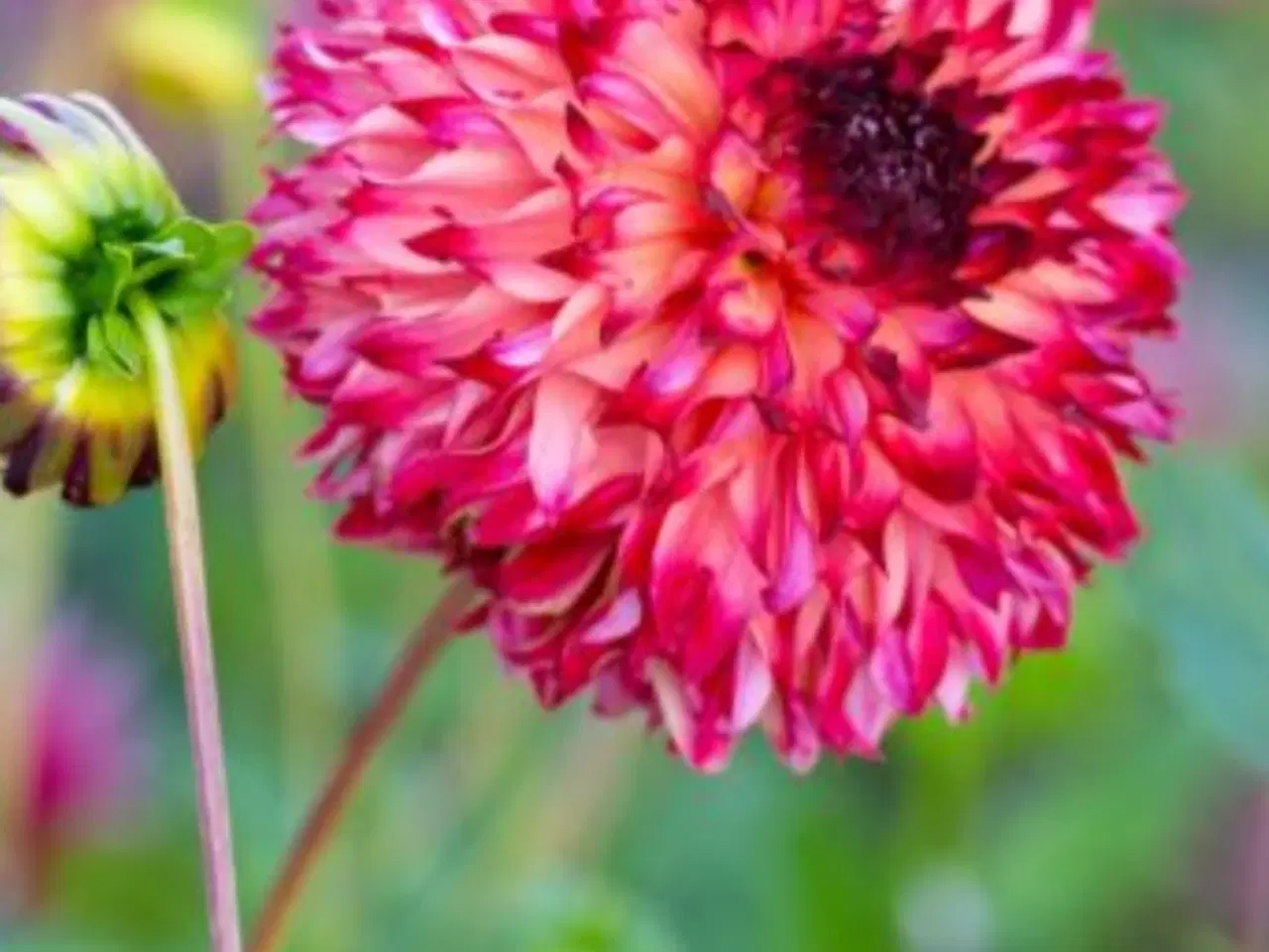 Billede 3 - Dahlia Georginer