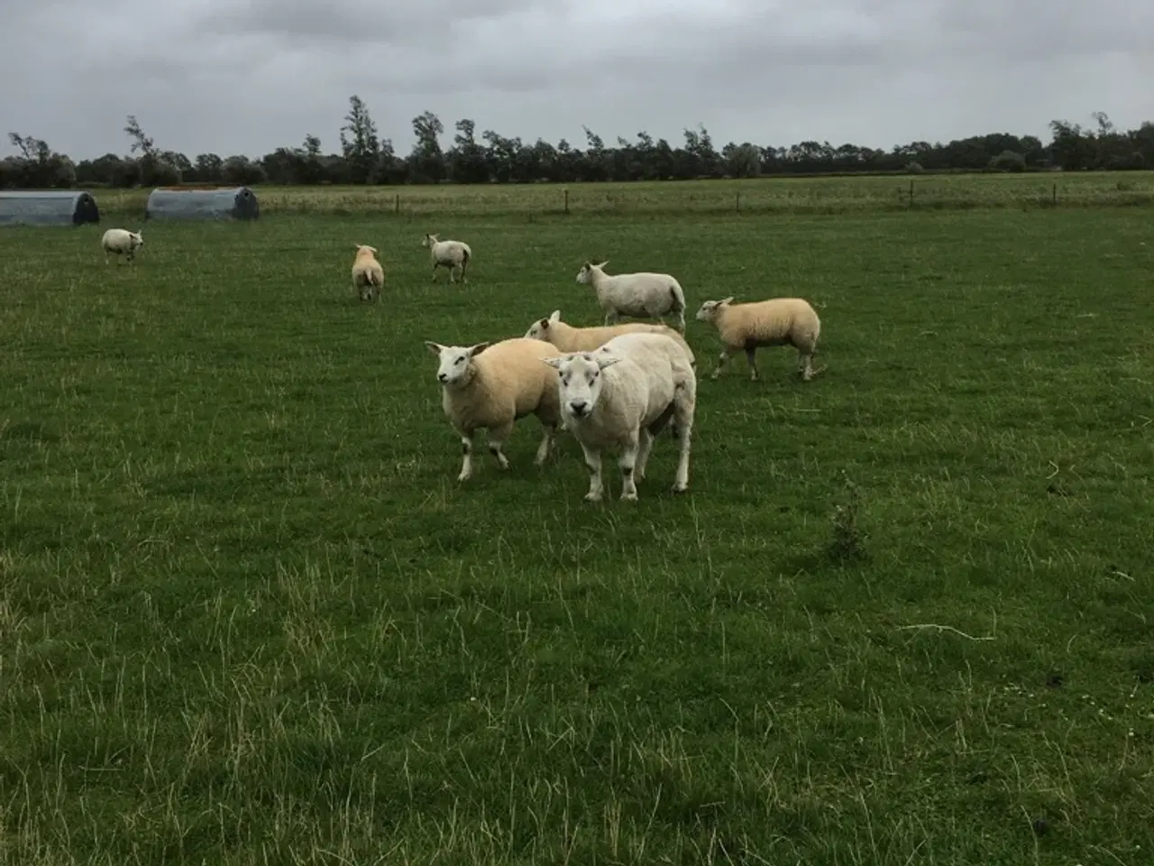 Billede 1 - Texel vædder