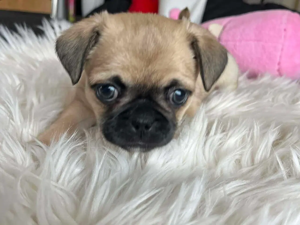 Billede 2 - Sødeste blandingshvalpe Mops/pekingeser/chihuahua 