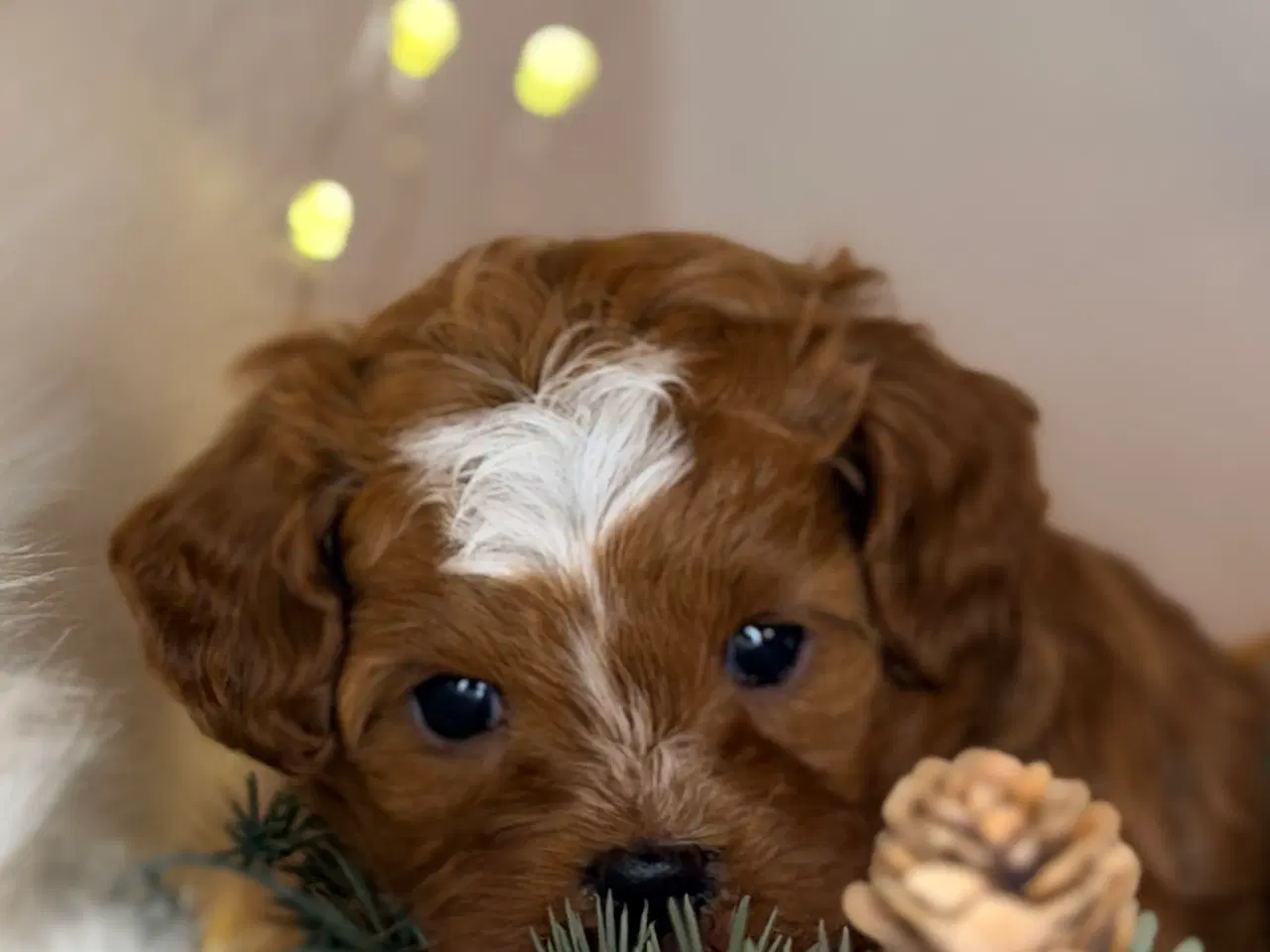 Billede 2 - Cavapoo dreng