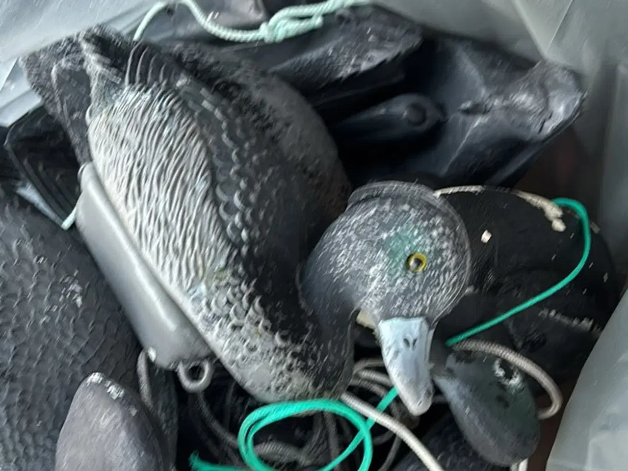 Billede 2 - Lokkeænder