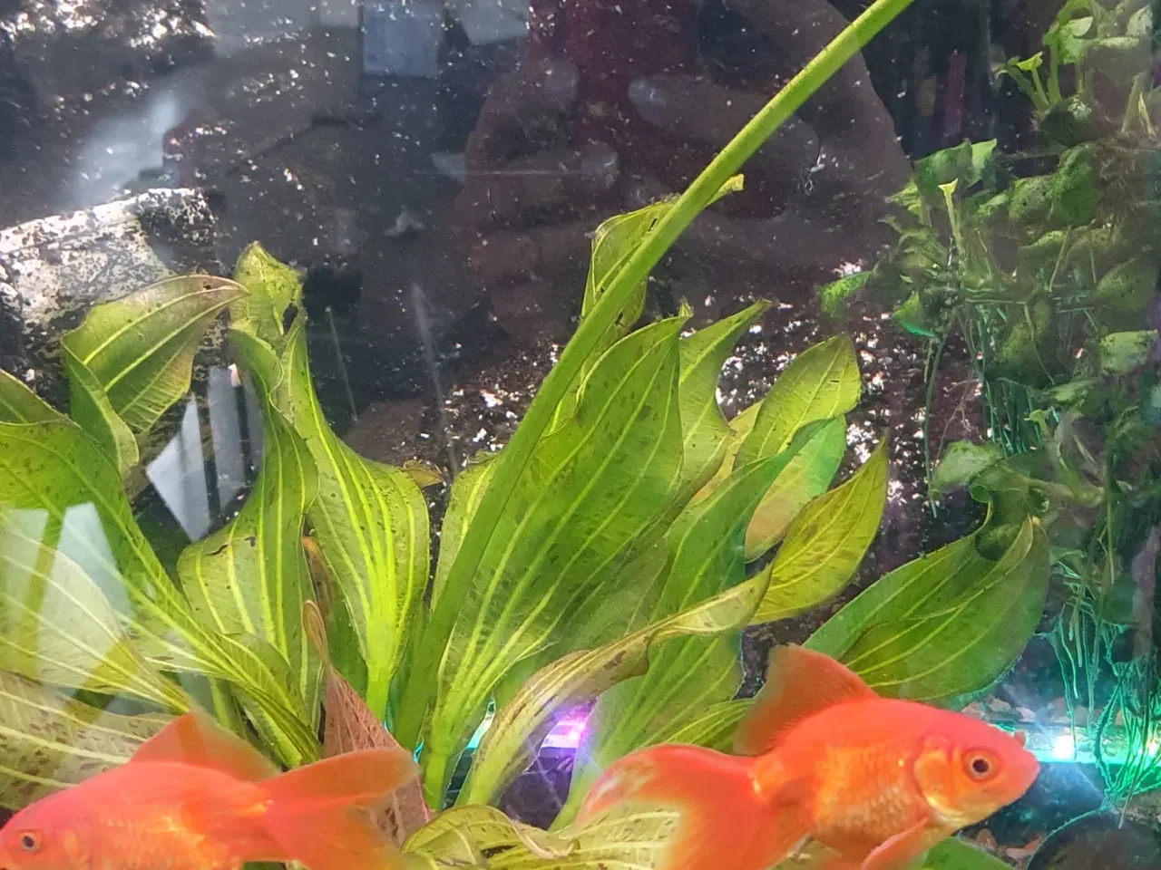 Billede 7 - Guldfisk orange, ca 8-9 cm med hale. 