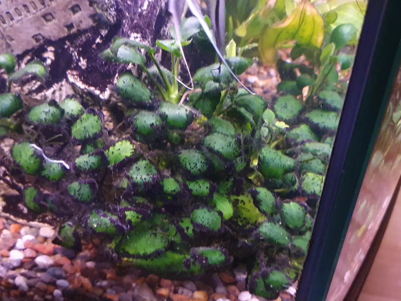 Billede 3 - Anubias