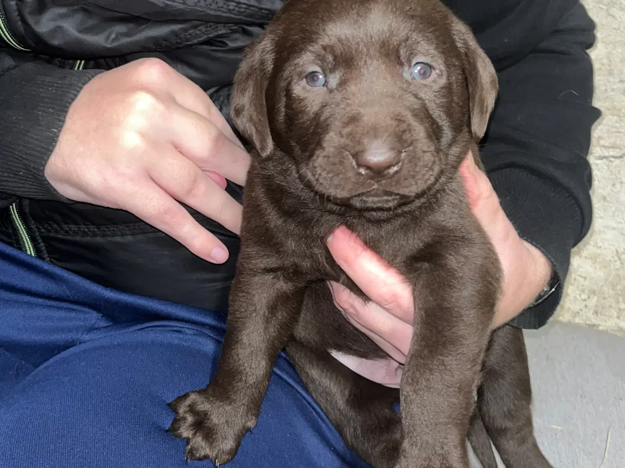 Billede 9 - Skønne brune labradorhvalpe sælges - 5 uger