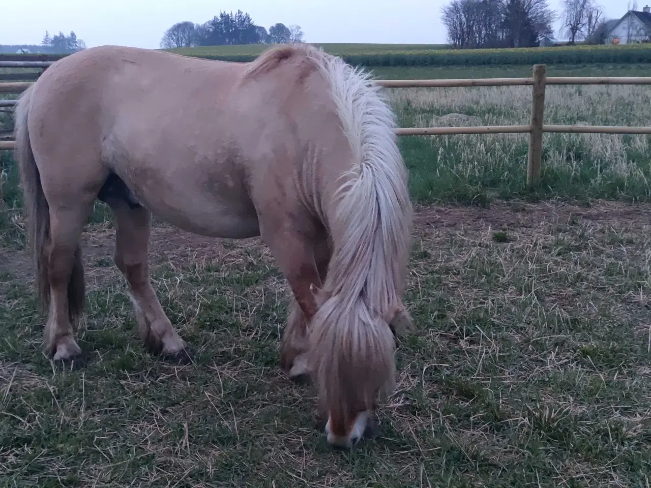 Billede 7 - Rødblakke Fjordhorse stallion 5years old