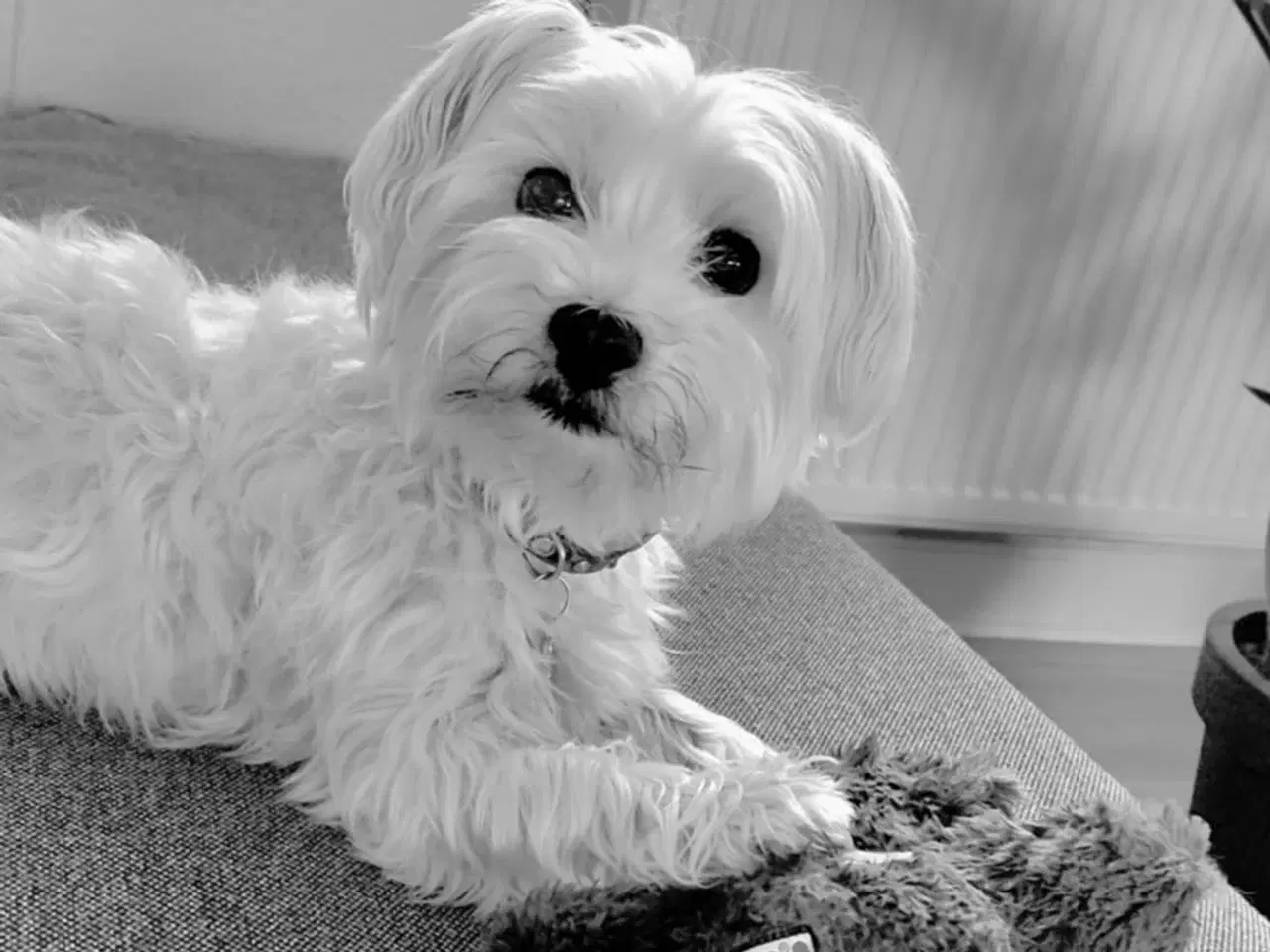 Billede 5 - Coton de tulear og Highland Maltie 