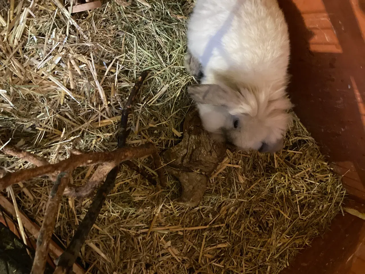 Billede 5 - Sofus på 11 uger er nu Flytteklar