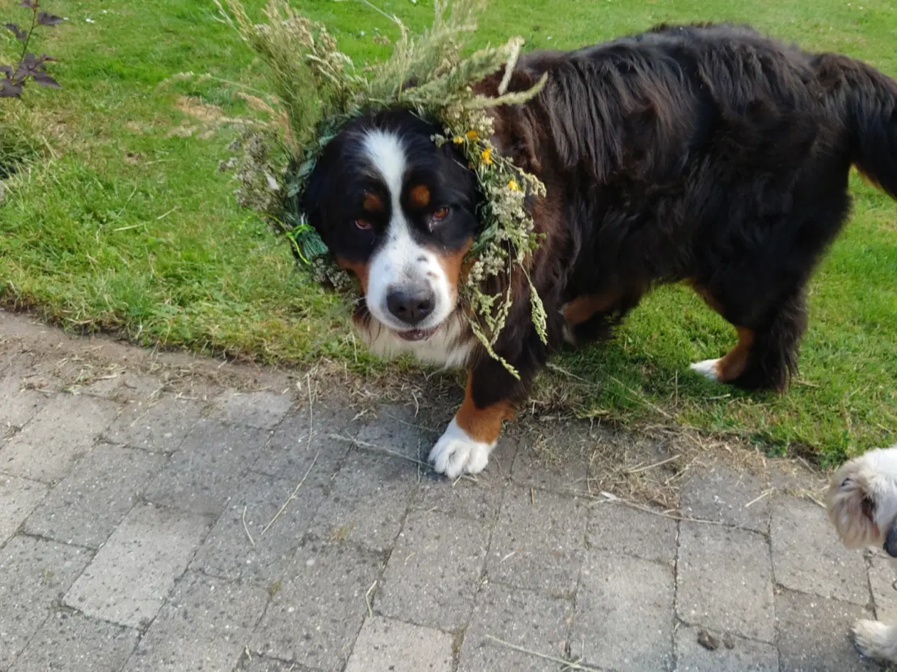 Billede 11 - Meget kærlig Berner Sennen hund 