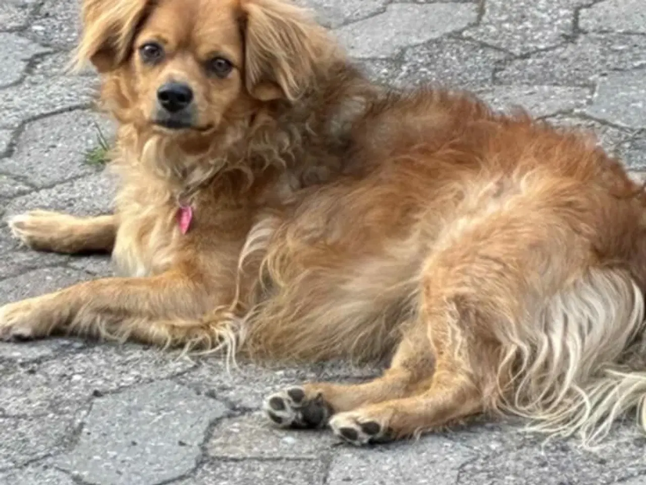 Billede 2 - Blandingsgravhund Molly