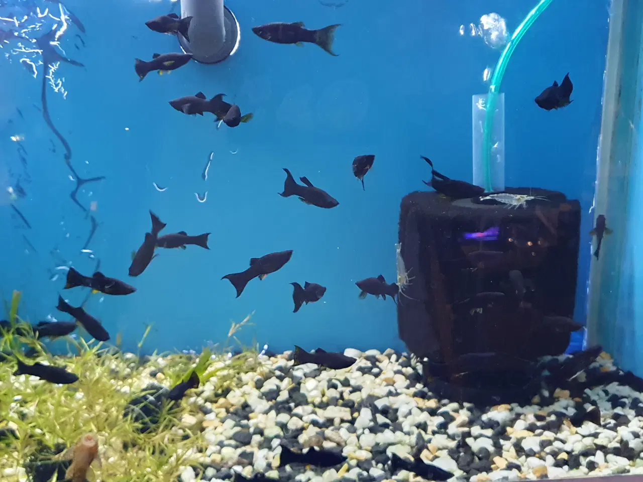 Billede 10 - 🖤🐠 SORTE MOLLY TIL SALG 🐠🖤