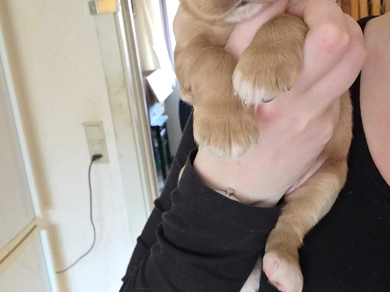 Billede 4 - Smukke Engelske Cocker Spaniel hvalpe