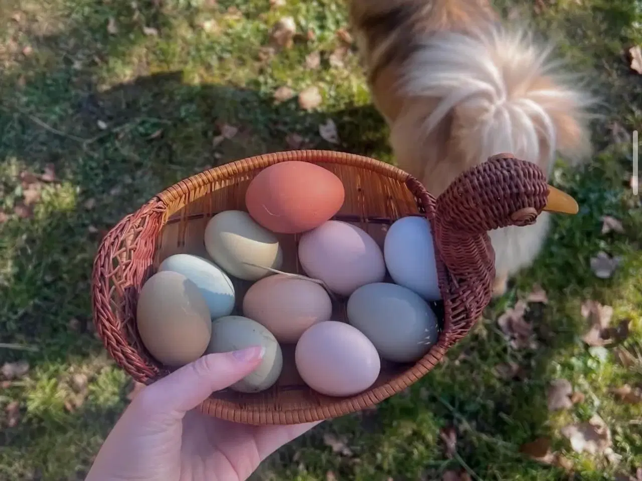 Billede 1 - Kyllinger i forskellige aldre