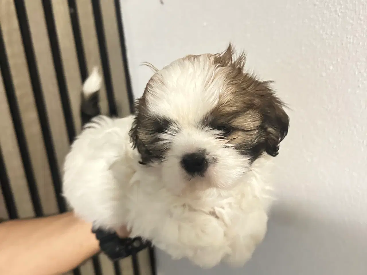 Billede 2 - Sød og allergivenlige Shih-Tzu hvalpe🐶