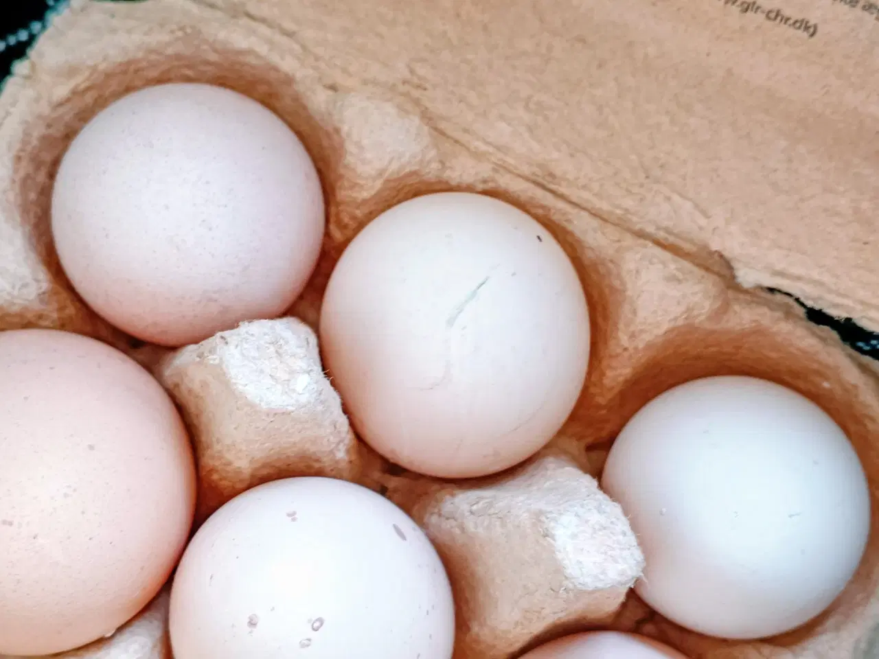 Billede 2 - Daggamle kyllinger på bestilling 