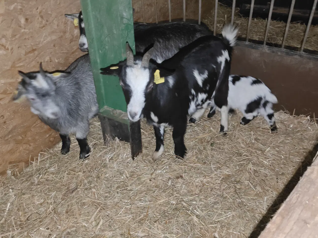 Billede 3 - Dværgedog gimmerkid kid